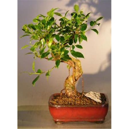 Paisaje Ficus Retusa Bonsai Tree - Curved Trunk Style - Medium PA2806759